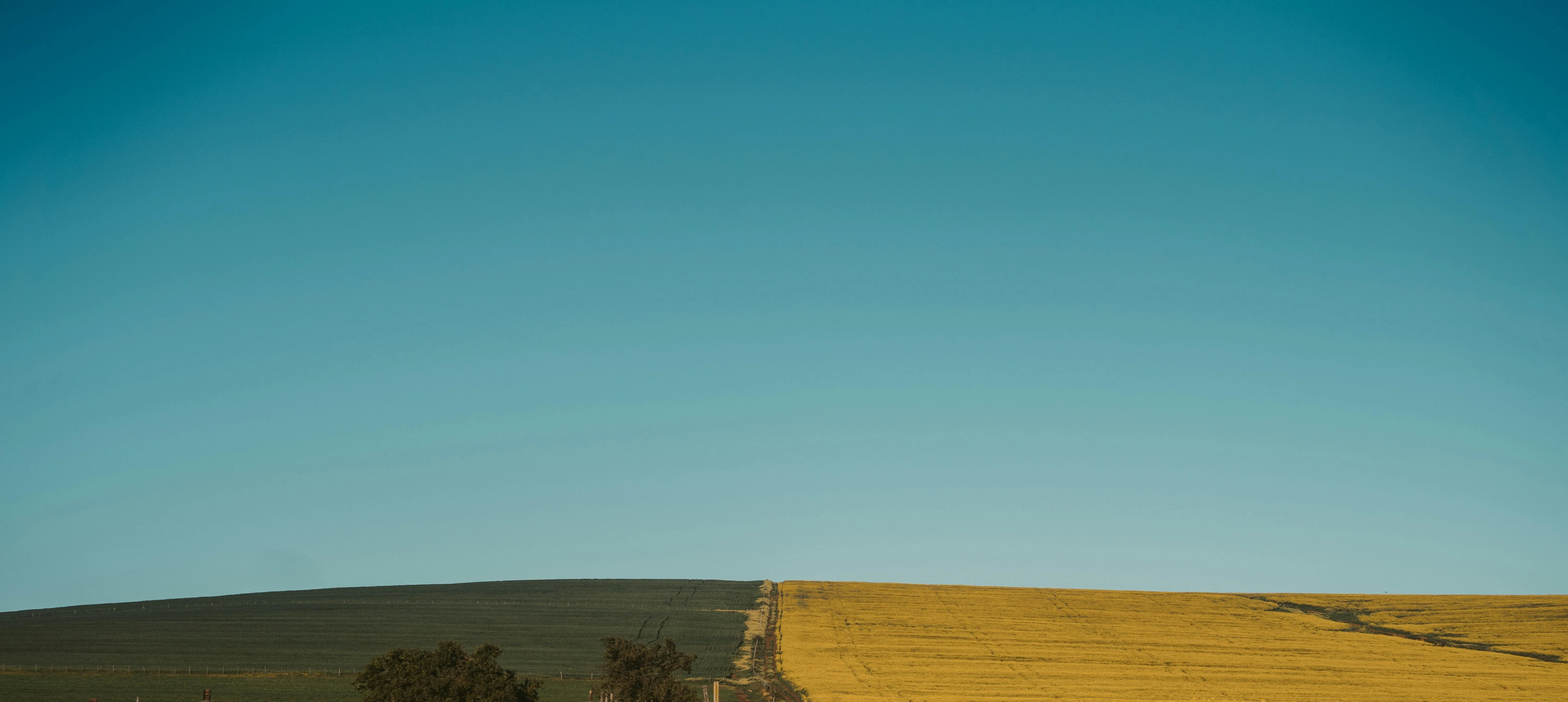 Wheat field with bright blue sky background. Saskatchewan.